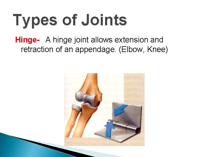 Types of Joints Hinge- A hinge joint allows extension and retraction of an appendage. Types of Joints Hinge- A hinge joint allows extension and retraction of an appendage.