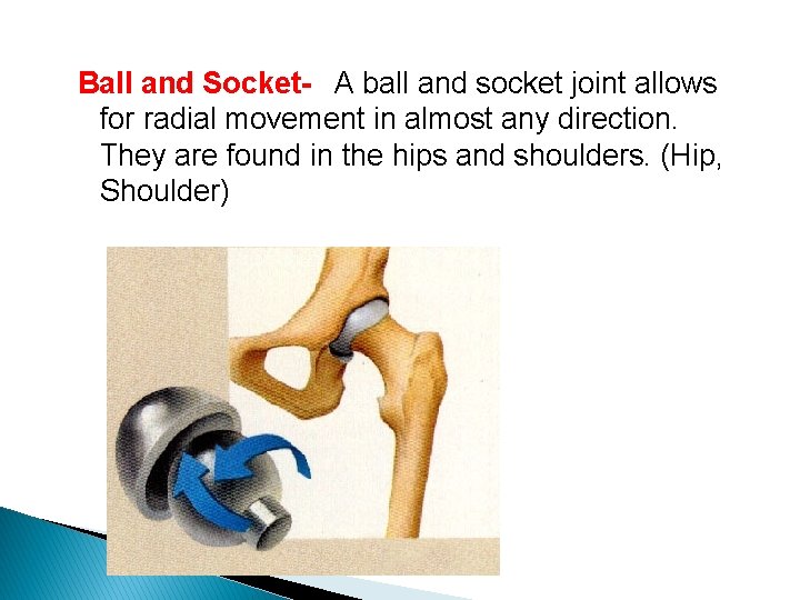 Ball and Socket- A ball and socket joint allows for radial movement in almost Ball and Socket- A ball and socket joint allows for radial movement in almost