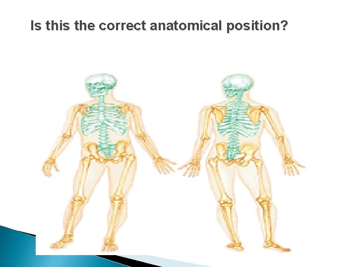 Is this the correct anatomical position? Is this the correct anatomical position?