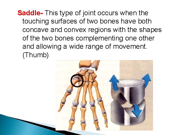 Saddle- This type of joint occurs when the touching surfaces of two bones have Saddle- This type of joint occurs when the touching surfaces of two bones have