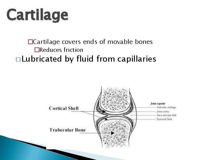 Cartilage �Cartilage covers ends of movable bones �Reduces friction � Lubricated by fluid from Cartilage �Cartilage covers ends of movable bones �Reduces friction � Lubricated by fluid from