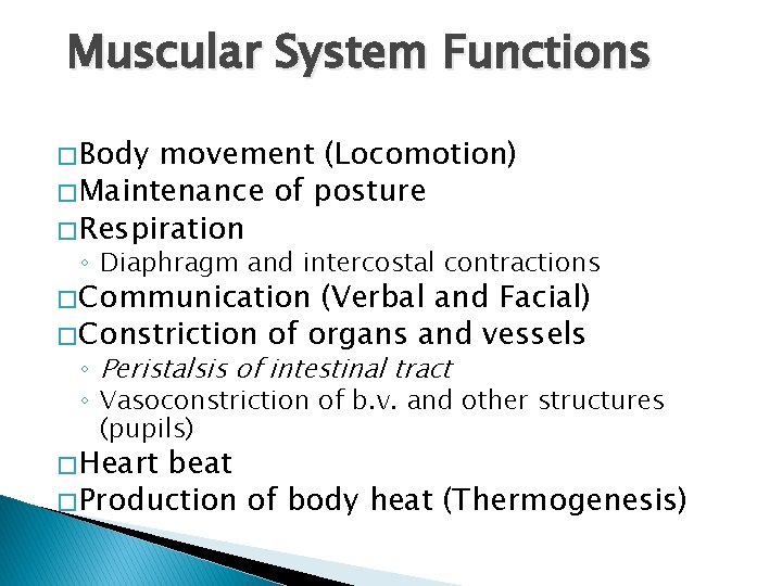 Muscular System Functions � Body movement (Locomotion) � Maintenance of posture � Respiration ◦ Muscular System Functions � Body movement (Locomotion) � Maintenance of posture � Respiration ◦