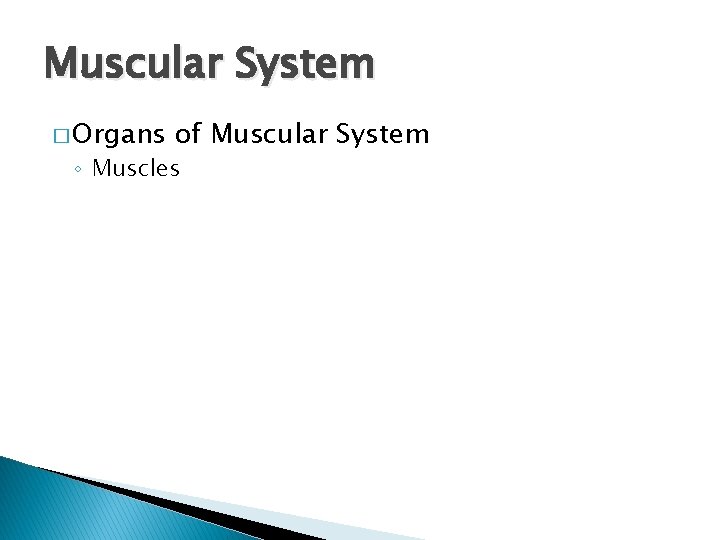 Muscular System � Organs of Muscular System ◦ Muscles Muscular System � Organs of Muscular System ◦ Muscles