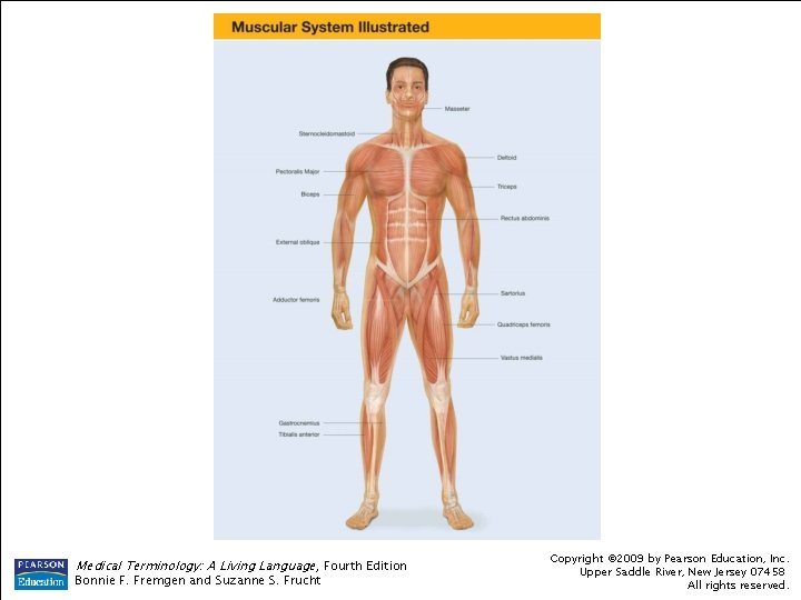 Medical Terminology: A Living Language , Fourth Edition Bonnie F. Fremgen and Suzanne S. Medical Terminology: A Living Language , Fourth Edition Bonnie F. Fremgen and Suzanne S.