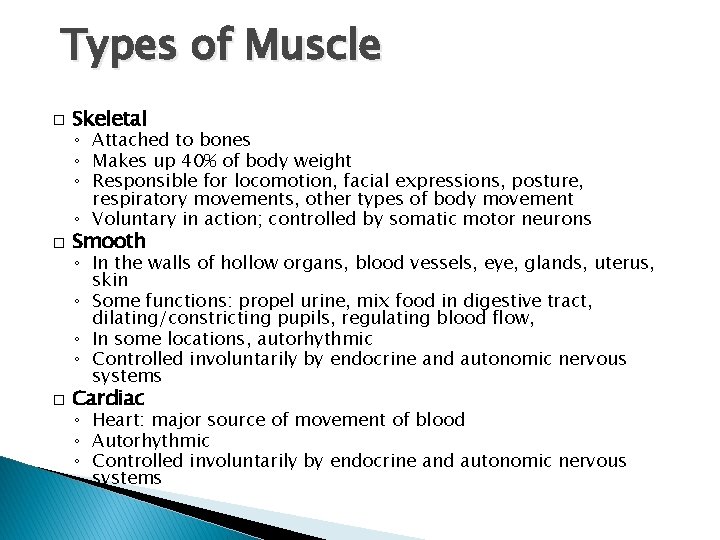 Types of Muscle � Skeletal � Smooth � Cardiac ◦ Attached to bones ◦ Types of Muscle � Skeletal � Smooth � Cardiac ◦ Attached to bones ◦