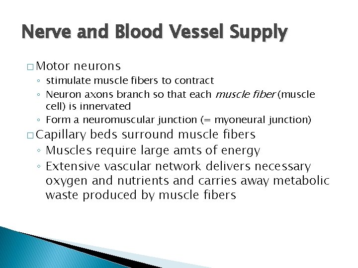 Nerve and Blood Vessel Supply � Motor neurons ◦ stimulate muscle fibers to contract Nerve and Blood Vessel Supply � Motor neurons ◦ stimulate muscle fibers to contract