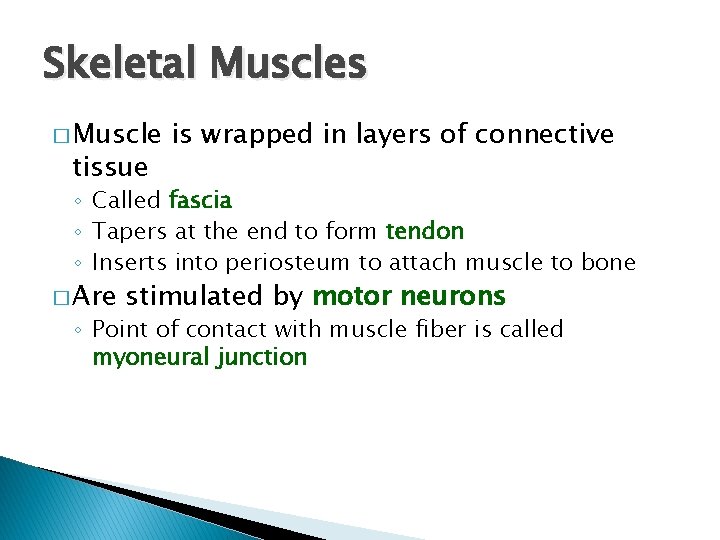 Skeletal Muscles � Muscle tissue is wrapped in layers of connective ◦ Called fascia Skeletal Muscles � Muscle tissue is wrapped in layers of connective ◦ Called fascia