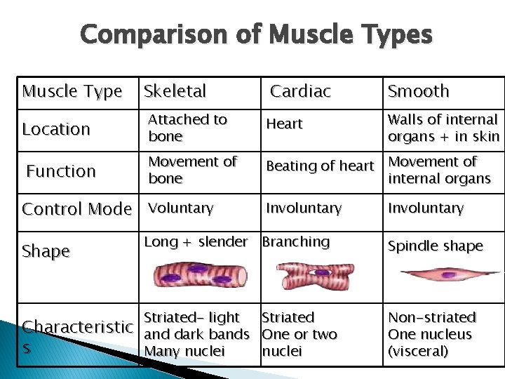 Comparison of Muscle Types Muscle Type Skeletal Cardiac Smooth Location Attached to bone Heart Comparison of Muscle Types Muscle Type Skeletal Cardiac Smooth Location Attached to bone Heart