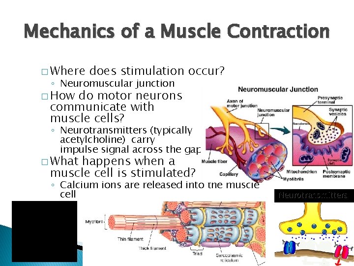 Mechanics of a Muscle Contraction � Where does stimulation occur? ◦ Neuromuscular junction � Mechanics of a Muscle Contraction � Where does stimulation occur? ◦ Neuromuscular junction �