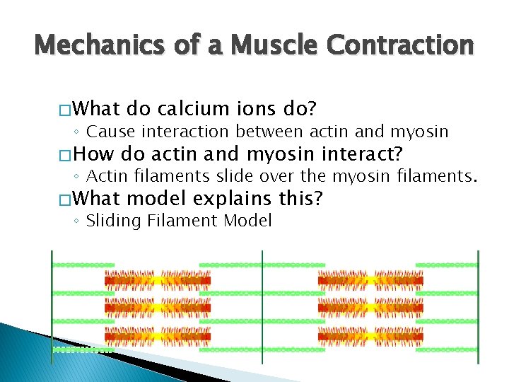 Mechanics of a Muscle Contraction � What do calcium ions do? ◦ Cause interaction Mechanics of a Muscle Contraction � What do calcium ions do? ◦ Cause interaction