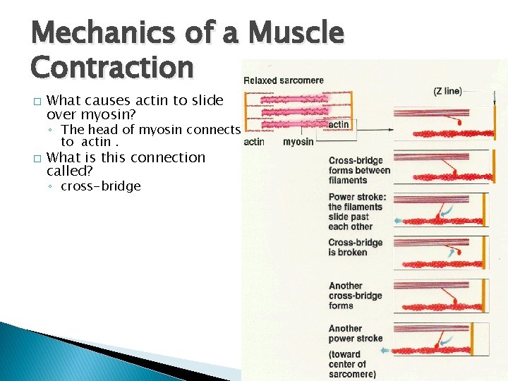 Mechanics of a Muscle Contraction � What causes actin to slide over myosin? ◦ Mechanics of a Muscle Contraction � What causes actin to slide over myosin? ◦
