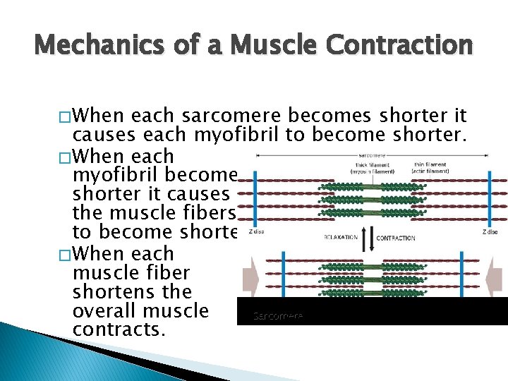 Mechanics of a Muscle Contraction � When each sarcomere becomes shorter it causes each Mechanics of a Muscle Contraction � When each sarcomere becomes shorter it causes each