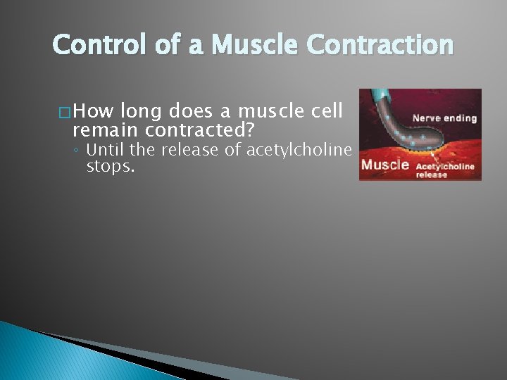 Control of a Muscle Contraction � How long does a muscle cell remain contracted? Control of a Muscle Contraction � How long does a muscle cell remain contracted?