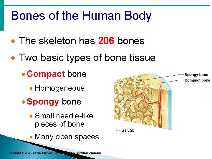 Bones of the Human Body · The skeleton has 206 bones · Two basic Bones of the Human Body · The skeleton has 206 bones · Two basic