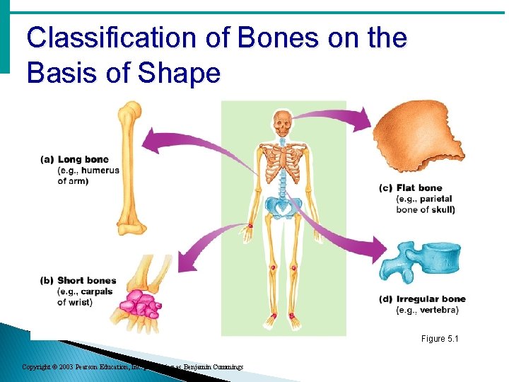 Classification of Bones on the Basis of Shape Figure 5. 1 Copyright © 2003 Classification of Bones on the Basis of Shape Figure 5. 1 Copyright © 2003