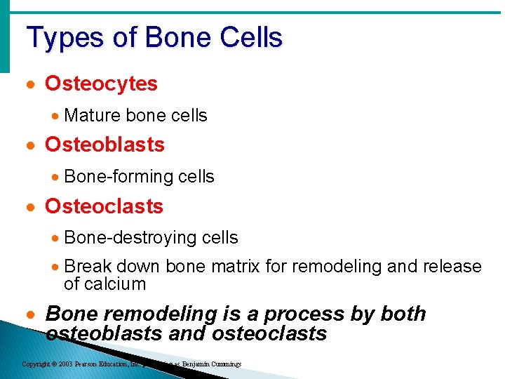 Types of Bone Cells · Osteocytes · Mature bone cells · Osteoblasts · Bone-forming Types of Bone Cells · Osteocytes · Mature bone cells · Osteoblasts · Bone-forming