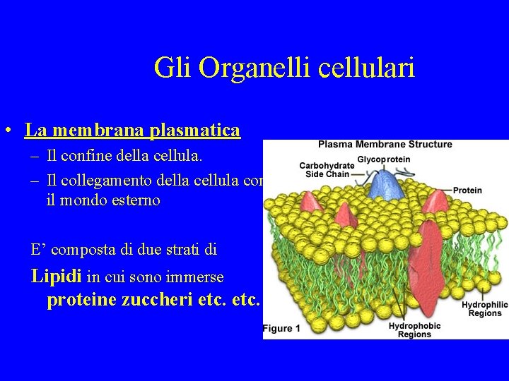 Gli Organelli cellulari • La membrana plasmatica – Il confine della cellula. – Il