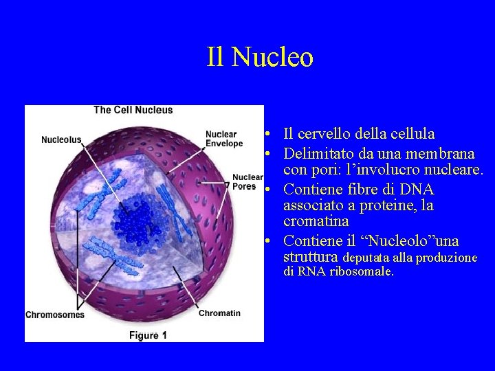 Il Nucleo • Il cervello della cellula • Delimitato da una membrana con pori: