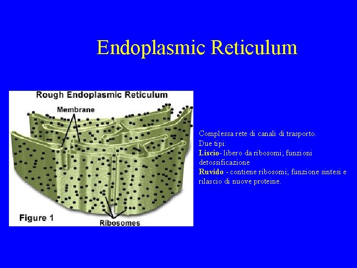 Endoplasmic Reticulum Complessa rete di canali di trasporto. Due tipi: Liscio- libero da ribosomi;
