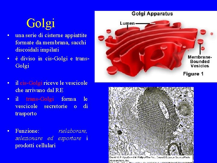 Golgi • una serie di cisterne appiattite formate da membrana, sacchi discoidali impilati •
