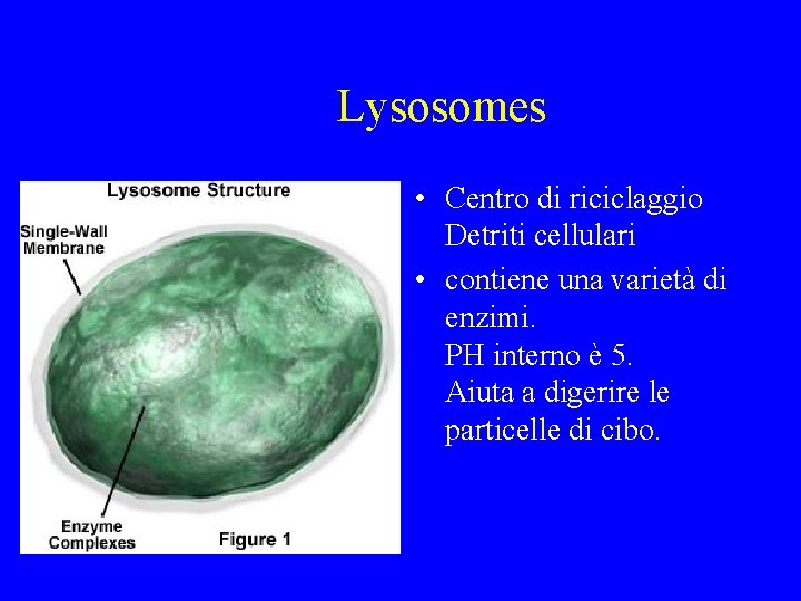 Lysosomes • Centro di riciclaggio Detriti cellulari • contiene una varietà di enzimi. PH