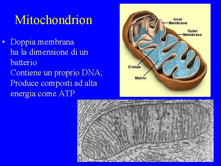 Mitochondrion • Doppia membrana ha la dimensione di un batterio Contiene un proprio DNA;