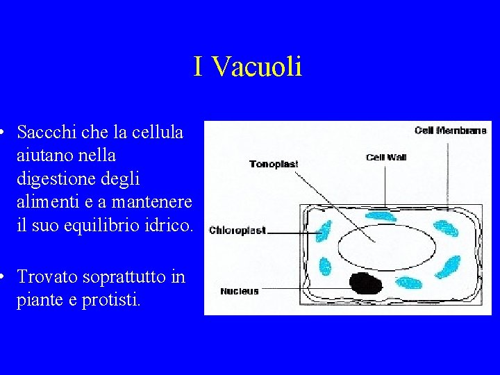 I Vacuoli • Saccchi che la cellula aiutano nella digestione degli alimenti e a
