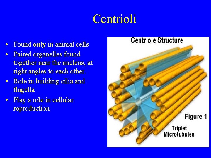 Centrioli • Found only in animal cells • Paired organelles found together near the