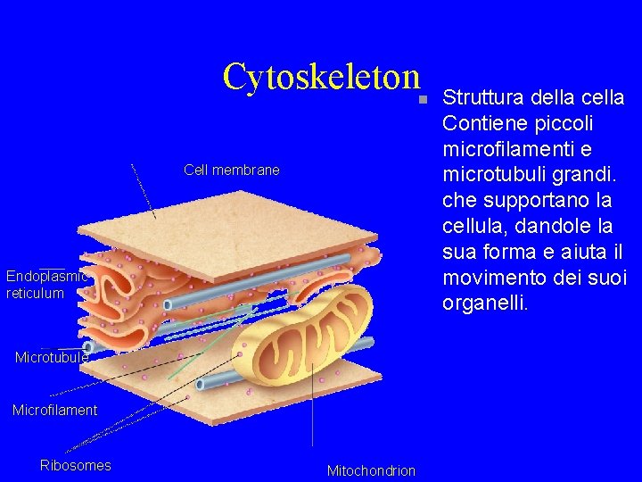 Cytoskeleton n Cell membrane Endoplasmic reticulum Microtubule Microfilament Ribosomes Mitochondrion Struttura della cella Contiene