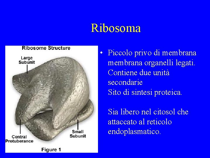 Ribosoma • Piccolo privo di membrana organelli legati. Contiene due unità secondarie Sito di