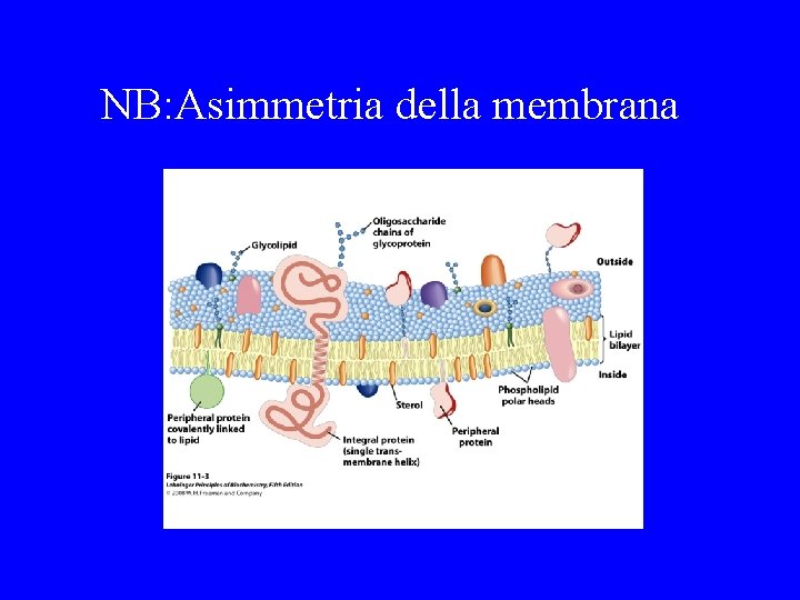 NB: Asimmetria della membrana 