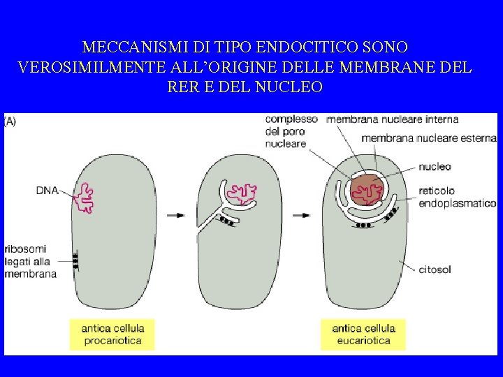 MECCANISMI DI TIPO ENDOCITICO SONO VEROSIMILMENTE ALL’ORIGINE DELLE MEMBRANE DEL RER E DEL NUCLEO