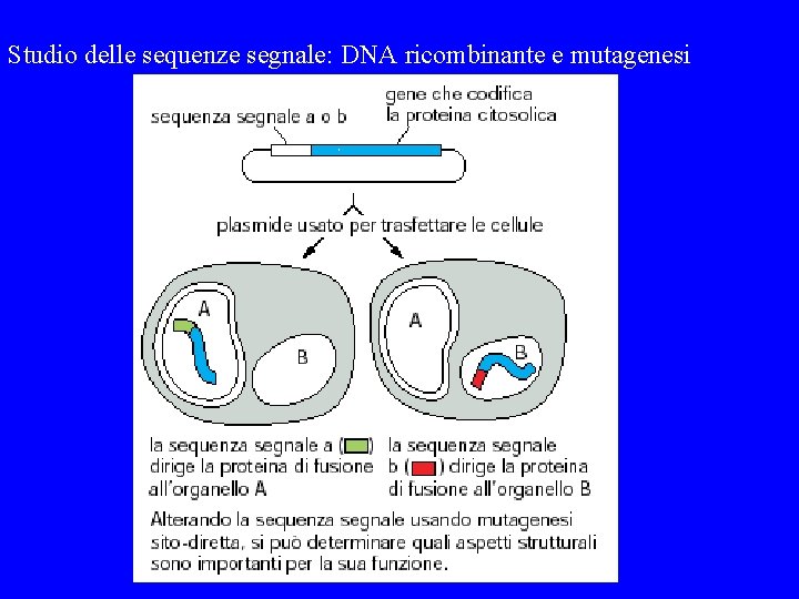 Studio delle sequenze segnale: DNA ricombinante e mutagenesi 