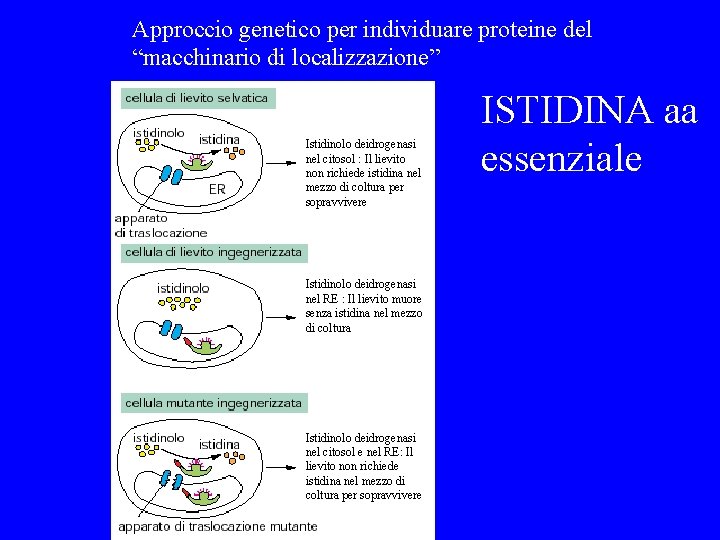 Approccio genetico per individuare proteine del “macchinario di localizzazione” Istidinolo deidrogenasi nel citosol :