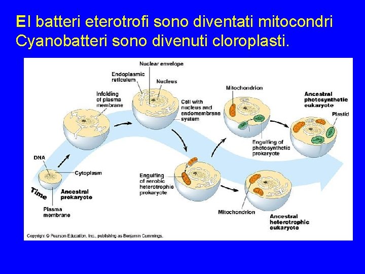 EI batteri eterotrofi sono diventati mitocondri Cyanobatteri sono divenuti cloroplasti. 