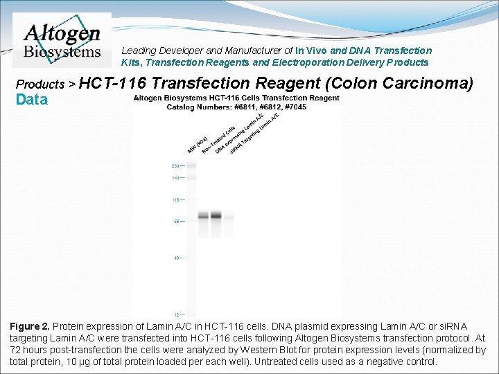 Leading Developer and Manufacturer of In Vivo and DNA Transfection Kits, Transfection Reagents and