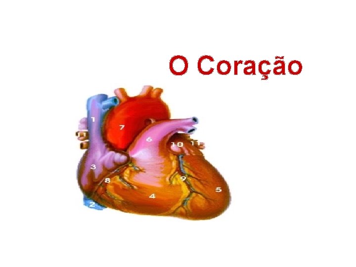 O Coração 