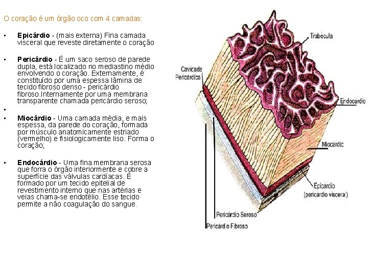 O coração é um órgão oco com 4 camadas: • Epicárdio - (mais externa)