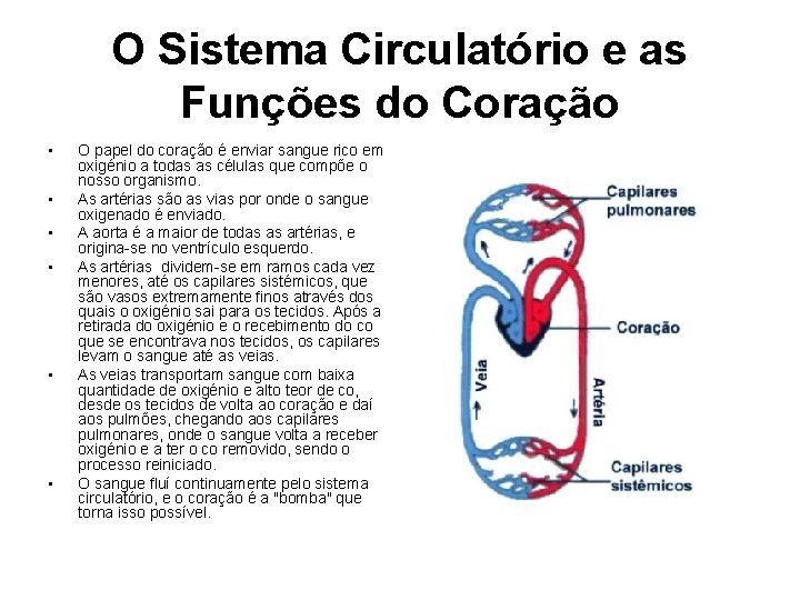 O Sistema Circulatório e as Funções do Coração • • • O papel do