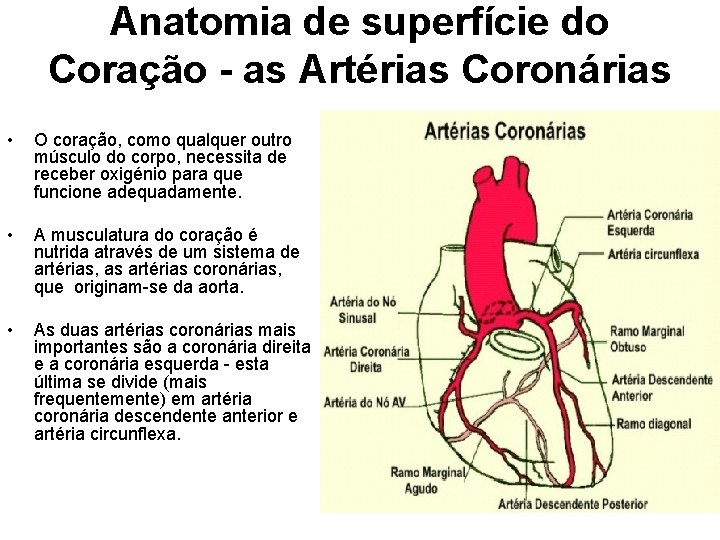 Anatomia de superfície do Coração - as Artérias Coronárias • O coração, como qualquer