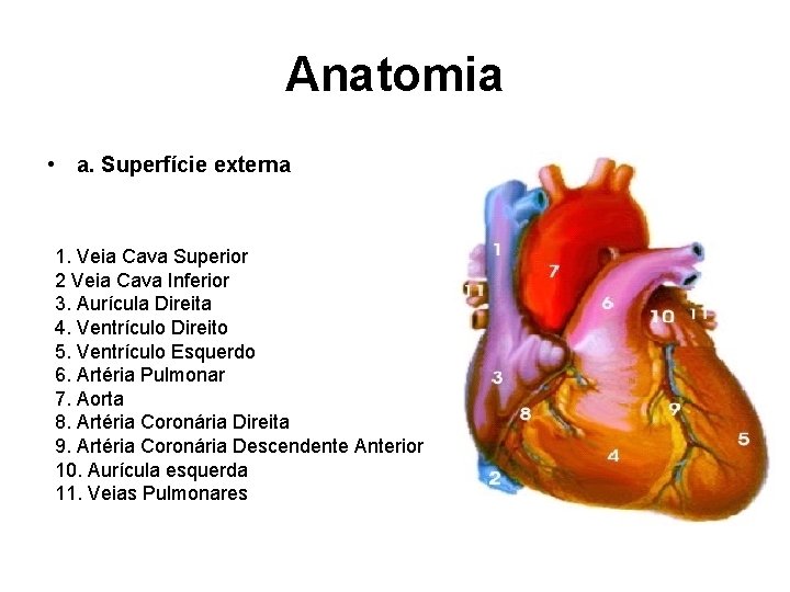 Anatomia • a. Superfície externa 1. Veia Cava Superior 2 Veia Cava Inferior 3.