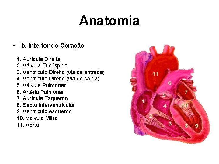 Anatomia • b. Interior do Coração 1. Aurícula Direita 2. Válvula Tricúspide 3. Ventrículo