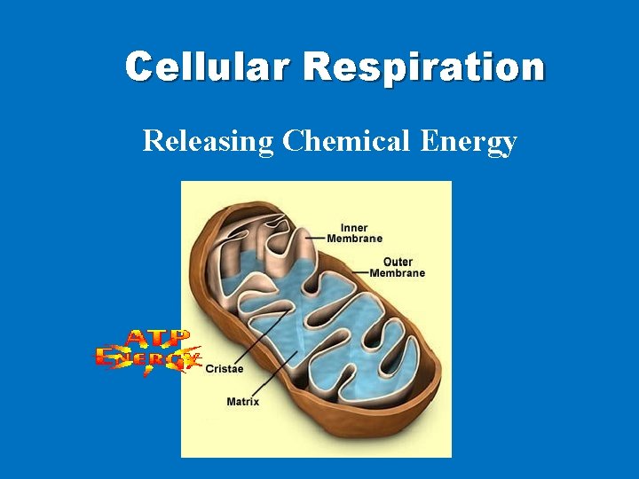 Cellular Respiration Releasing Chemical Energy 