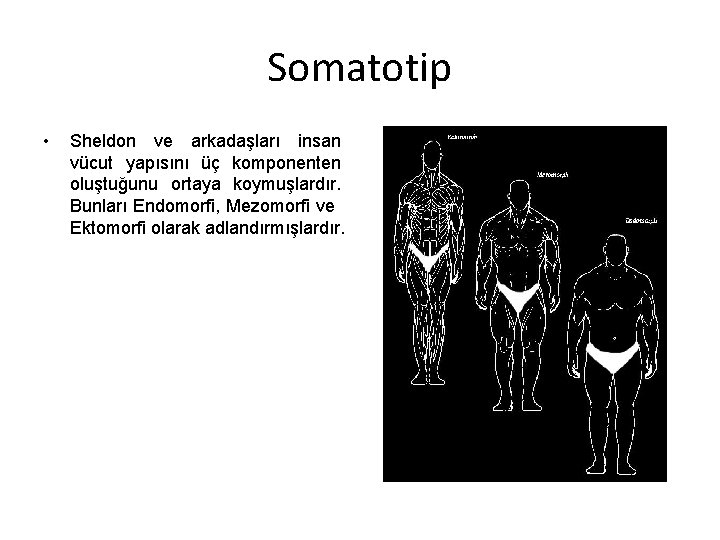 Somatotip • Sheldon ve arkadaşları insan vücut yapısını üç komponenten oluştuğunu ortaya koymuşlardır. Bunları