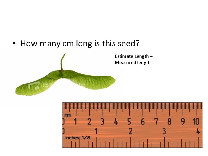  • How many cm long is this seed? Estimate Length – Measured length