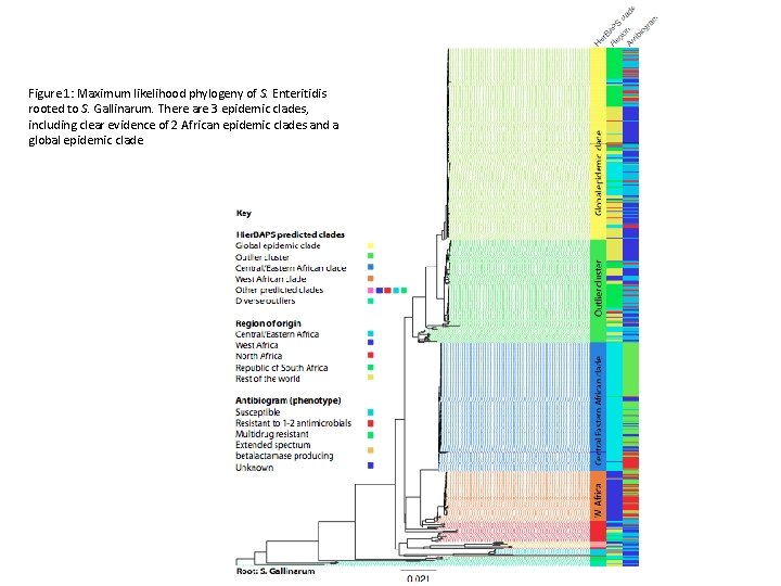 Figure 1: Maximum likelihood phylogeny of S. Enteritidis rooted to S. Gallinarum. There are