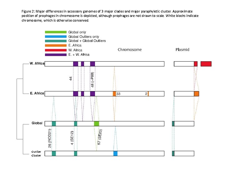 Figure 2: Major differences in accessory genomes of 3 major clades and major paraphyletic