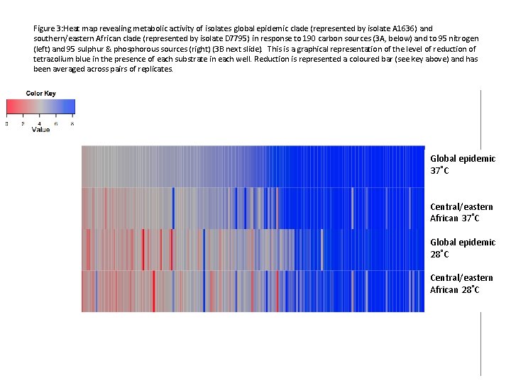 Figure 3: Heat map revealing metabolic activity of isolates global epidemic clade (represented by