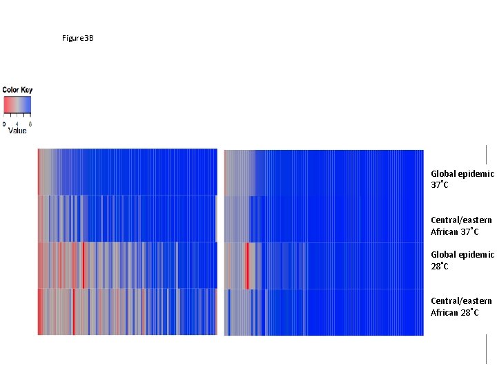 Figure 3 B Global epidemic 37˚C Central/eastern African 37˚C Global epidemic 28˚C Central/eastern African