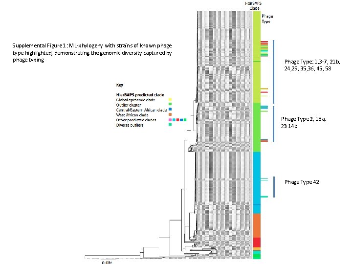 Supplemental Figure 1: ML-phylogeny with strains of known phage type highlighted, demonstrating the genomic